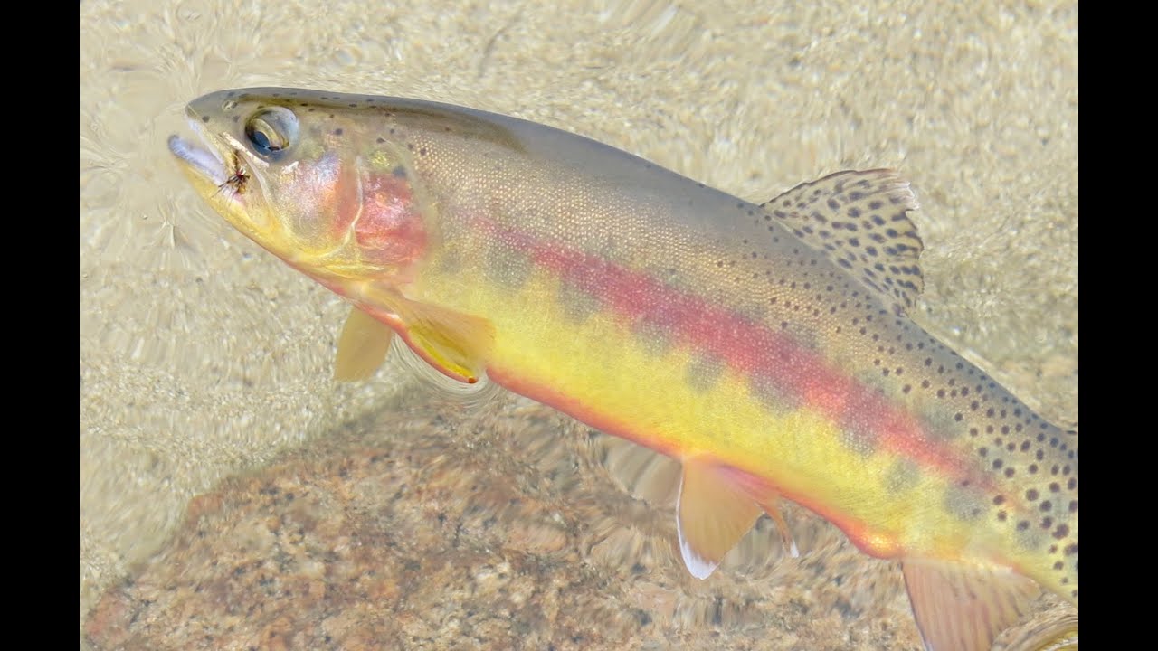 golden trout golden trout