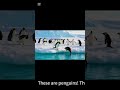 Happy penguins 🐧❄️ | Shorts. #penguin#kidsvideo#shorts#youtubeshorts#winter#қиш#cartoon#funn