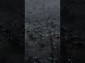 عجائب الفايكينغ أين بدأتا وحوش أرعبت أوروبا عجائب الفايكينغ أين بدأتا وحوش أرعبت أوروبا