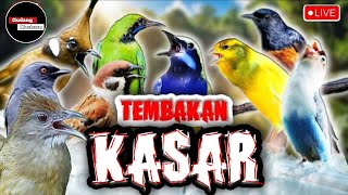 Kompilasi Masteran Tembakan Kasar Dan Tegas  Cucak Jenggot Kapas Tembak Cililin