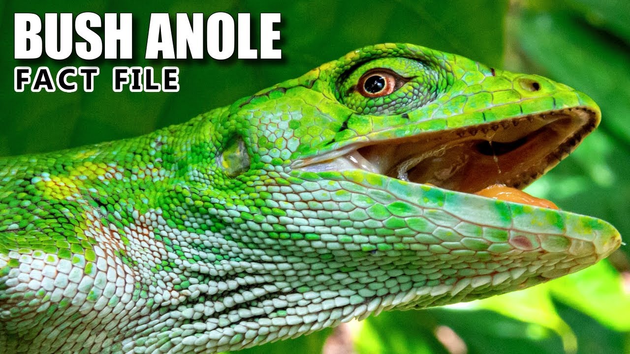 Bush Anole Facts the MONKEY LIZARD 🦎 Animal Fact Files YouTube
