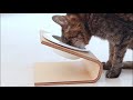 18才のシニア猫のタレちゃん。「傾斜のある食器台」で食事を楽に食べられるようになりました！