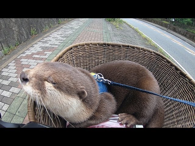 【希少】オイラー探検 : 無限大の滝と12連峰 caption.jpg?w=1100&h=1100&s=1