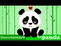 Le panda  documentaire animalier pour maternelle