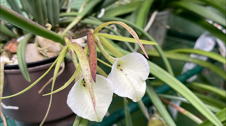 Brassavola. Nodosa Bills Spots X Brassavola Nodosa...