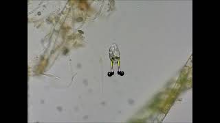 Spongebob Music - Time For Bed