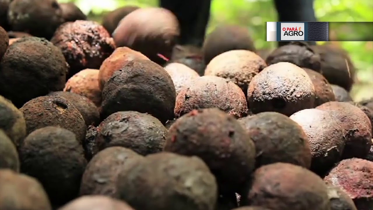 CADEIA PRODUTIVA DA CASTANHA DO PARÁ