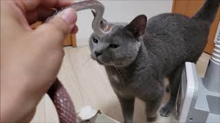 ヘビ使いが狂暴猫にバトルを挑むも「甘える」という反撃をされる。