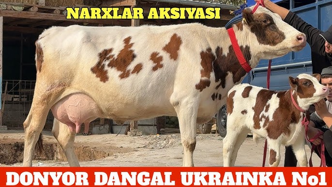 Rus sochli mushuk videolar Striptizdan keyin porno jinsiy aloqa