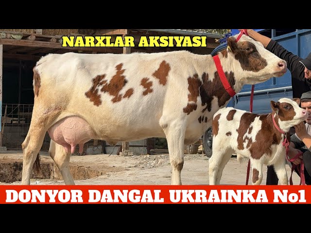 Neylon kurtkalardagi biseksuallar video