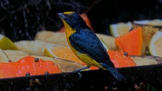 Thick-billed Euphonias Enjoy Fruit In A Rainstorm On Panama Fruit Feeder Cam | June 16, 2026