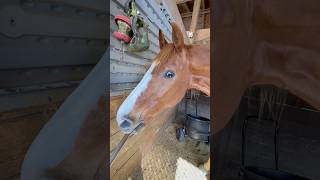 Red, Youre Such A Good Helper