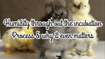 Why humidity matters through out the incubation process