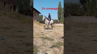 Ot Sotiladi📈Boyi 1.70🩸Zoti Qora Bayir🐎 Yoshi 5Ulogʻi Bor💸 Narxi 40 Million Toshkent 943414244