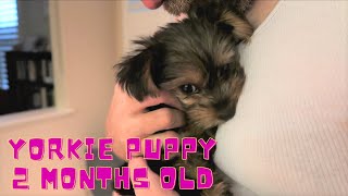 Yorkie puppy 2 months old