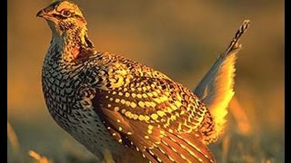 Какие птицы живут в лесу. Учим голоса и названия птиц. Презентация клип птицы леса Какие птицы живут в лесу. Учим голоса и названия птиц. Презентация клип птицы леса