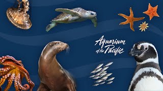 Exploring Shapes and Color! (Gr K-5)
Practice your shapes and colors as we learn about colorful ocean animals using our webcams. Exploring Shapes and Color! (Gr K-5)