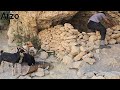 "The Lost Goats in the Mountains | A🐐 Father-Daughter Adventure with a Happy Ending!"🐐