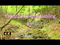 野鳥の声とせせらぎ６時間　　神秘的な森の小川のせせらぎをバックに、複数の野鳥の鳴き声が奏でるハーモニーをお楽しみください。forestbirds song , nature