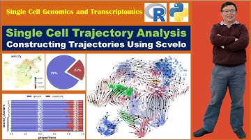 Single cell Trajectory Analysis: Constructing Trajectories Using Scvelo