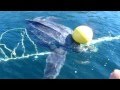 Giant Leatherback Sea Turtle Freed From Entanglement