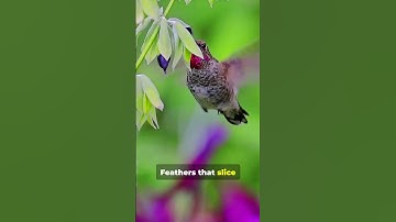 50–80 Beats a Second: The Hummingbird Power Secret #birds #natureshorts