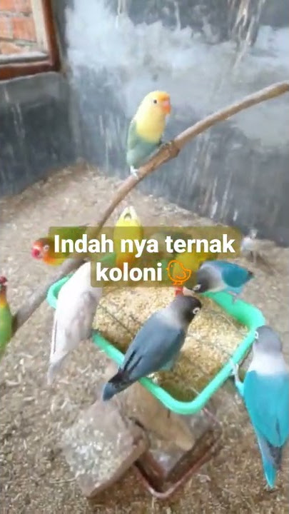 Indahnya! Ternak Lovebird Warna Warni di Kandang Koloni