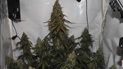 Diesel Autoflower Indoor medical marijuana grow