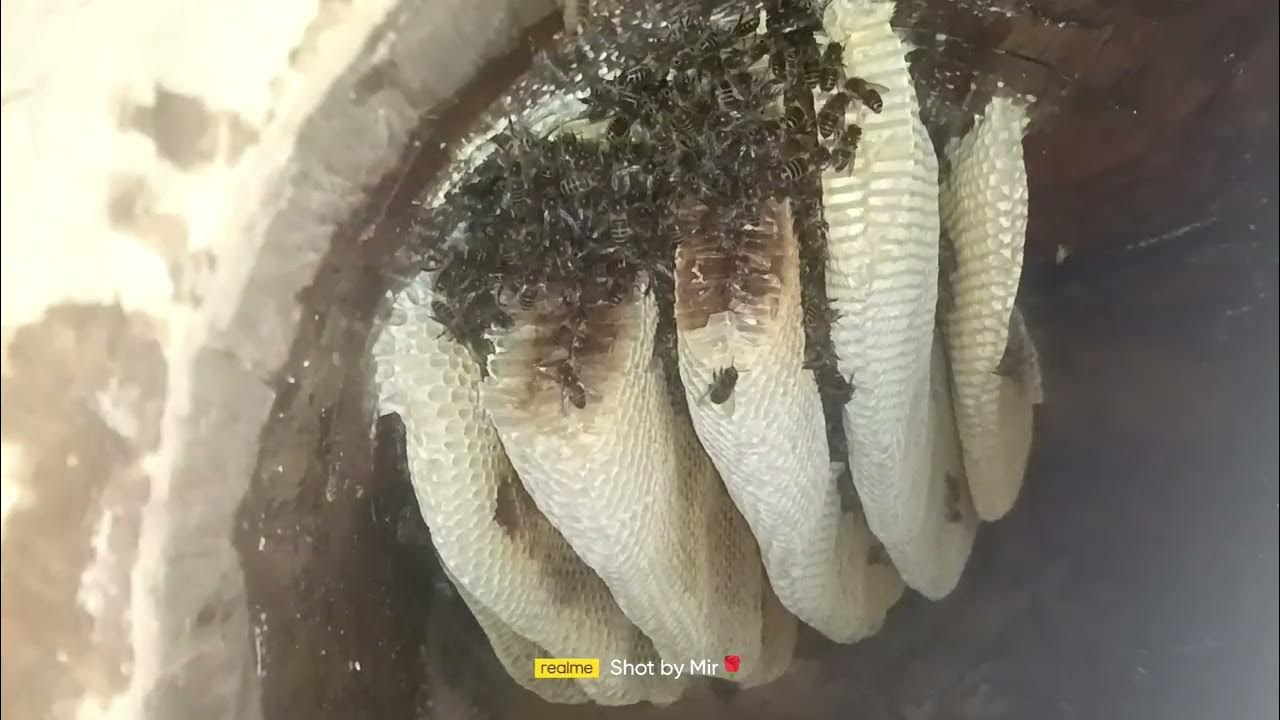 HOW TO CLEAN BEE HIVES CLEANING BOXESBeekeeping kashmir YouTube