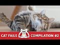 Cat Fails Compilation 2 | Funny Moments of Cats