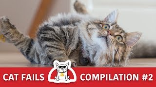 Cat Fails Compilation 2 | Funny Moments of Cats by The CatZ 3,870 views 4 years ago 5 minutes, 26 seconds