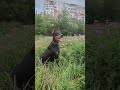 Ну не прелесть?) #дрессировкащенка #собака #doberman