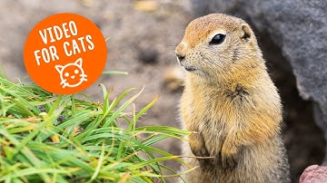 Cat TV GOPHER - Relaxing videos for cats with gopher & Nature sounds 🌲🌳