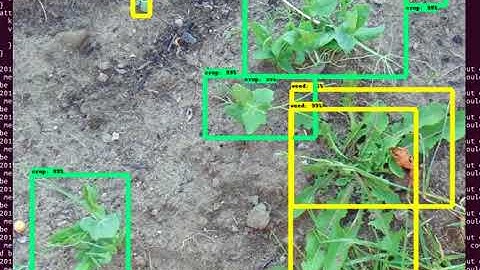 Crop Weed Detection