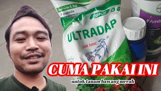 PAKAI INI Tanaman Bawang Merah Jadi Subur Tebal dan Kokoh