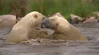 Animals Life Story: Polar bears fight in the pond