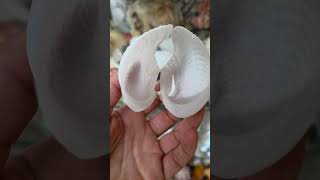 Angel wings shells 🪽🪽🐚 Barnea dilatata 💙 #shells #collection #collectibles #treasure