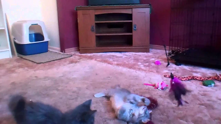 Video 867171: purebred maine coon, maine coon mix, grey maine coon, silver maine coon, female maine coon, beautiful maine coon, purebred cat rescue