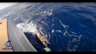 Blue Marlin & Spearfish. PRO TIP- HISTORY OF SMASH BAIT | Waterman S04E05 | Visions of Granders