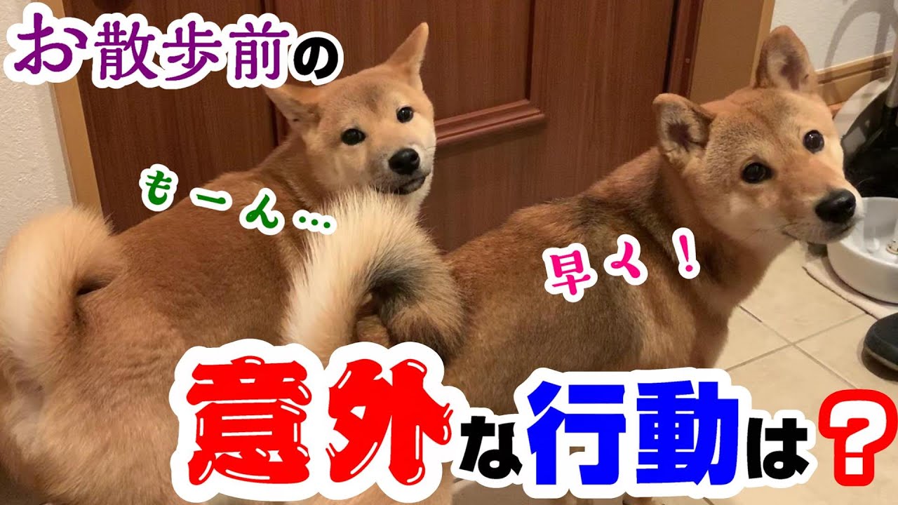 先住犬とのお散歩が大好きな子犬の柴犬が、準備中にする意外な行動とは？ YouTube