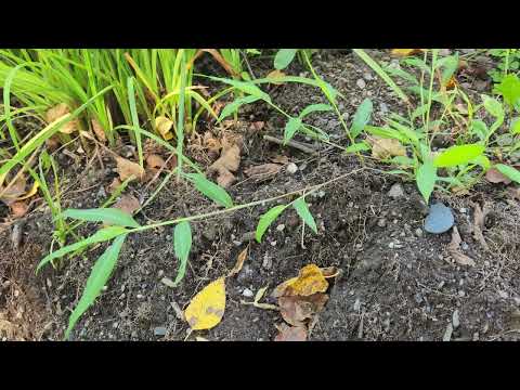 Stiltgrass: a new Vermont Invasive plant