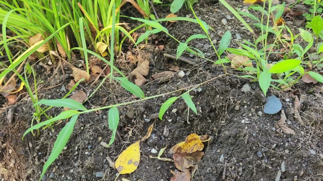 Stiltgrass: a new Vermont Invasive plant