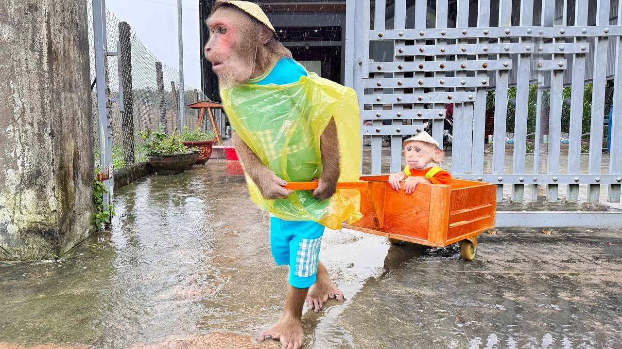 CUTIS took Baby monkey the market rainy day & unbelievable happened😯