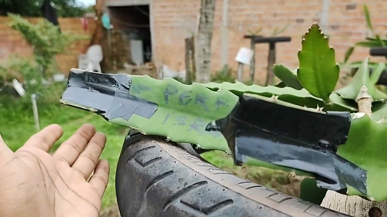 PITAYA - ENXERTO DE ENCOSTIA E ENXERTO DE BROTOS. VEJA COMO DA CERTO! #dragonfruit #pitaya #pitayas