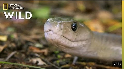 Catching the Deadly Black Mamba _ These Snakes Can Kill You