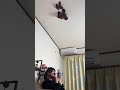 赤いパンツが映ってたら見なかったことにしてください #Shorts