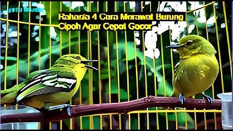 Pasti Langsung Nyaut || Rahasia 4 Cara Merawat Burung Sirtu Cipoh Agar Cepat Gacor