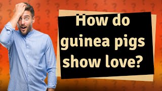How do guinea pigs show love?