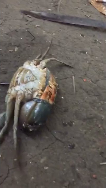 Tong tong tong tong pakitong kitong alimango haha #mudcrab #crab #seafood #pangasinan