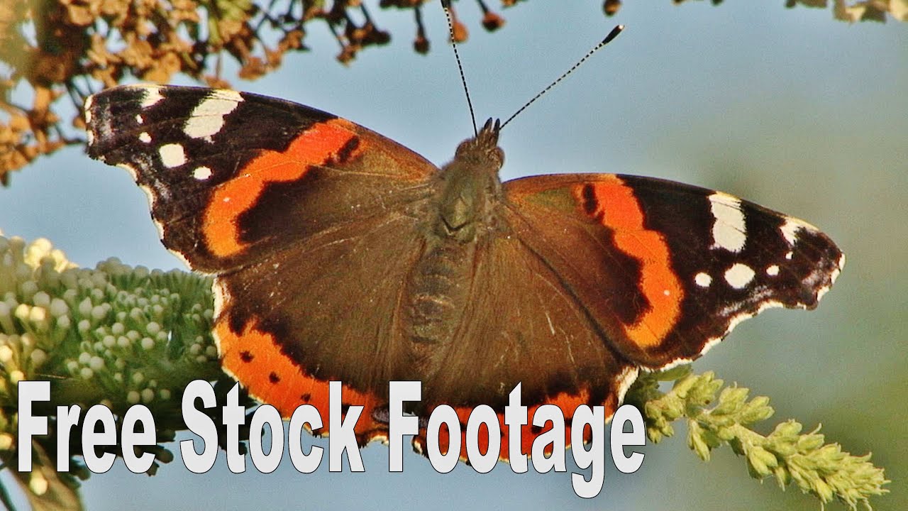 CC0 license | Free Stock Footage | SCHMETTERLINGE 03 ...